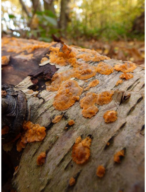 Fruit bodies on fallen birch in Rochford, UK